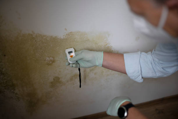 Best Preventive Mold Services in Pennington, NJ