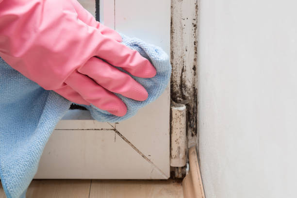 Best Mold Remediation for Schools in Pennington, NJ